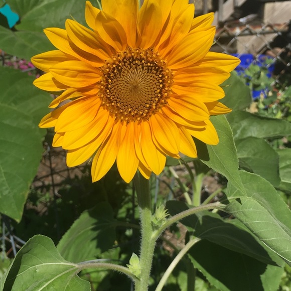 Meet your Posher, Julie - Picture 3 of 5